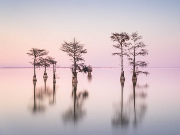 Ivo Kerssemakers, Winter Cypress IX, Limited Edition, up to 95x40
