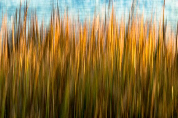 Nicole Robinson, Folly Grass, Limited Edition, up to 60x40