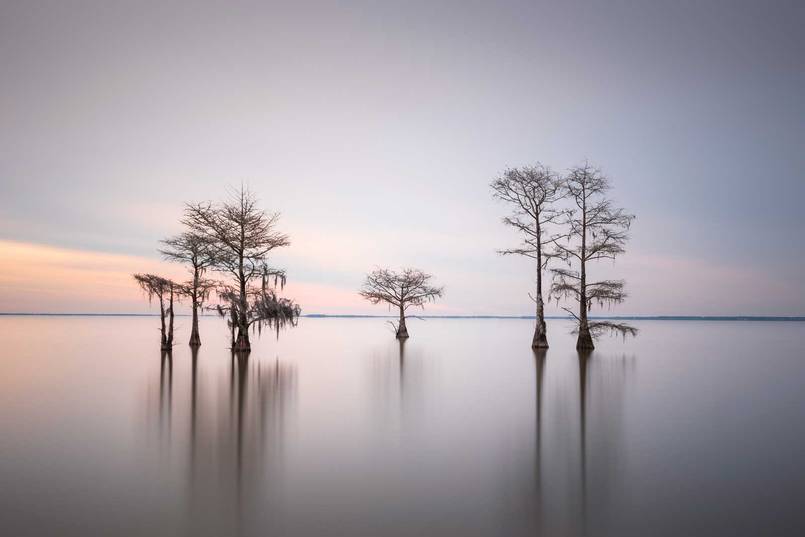 Ivo Kerssemakers, Winter Cypress VIII, Limited Edition, up to 72x40