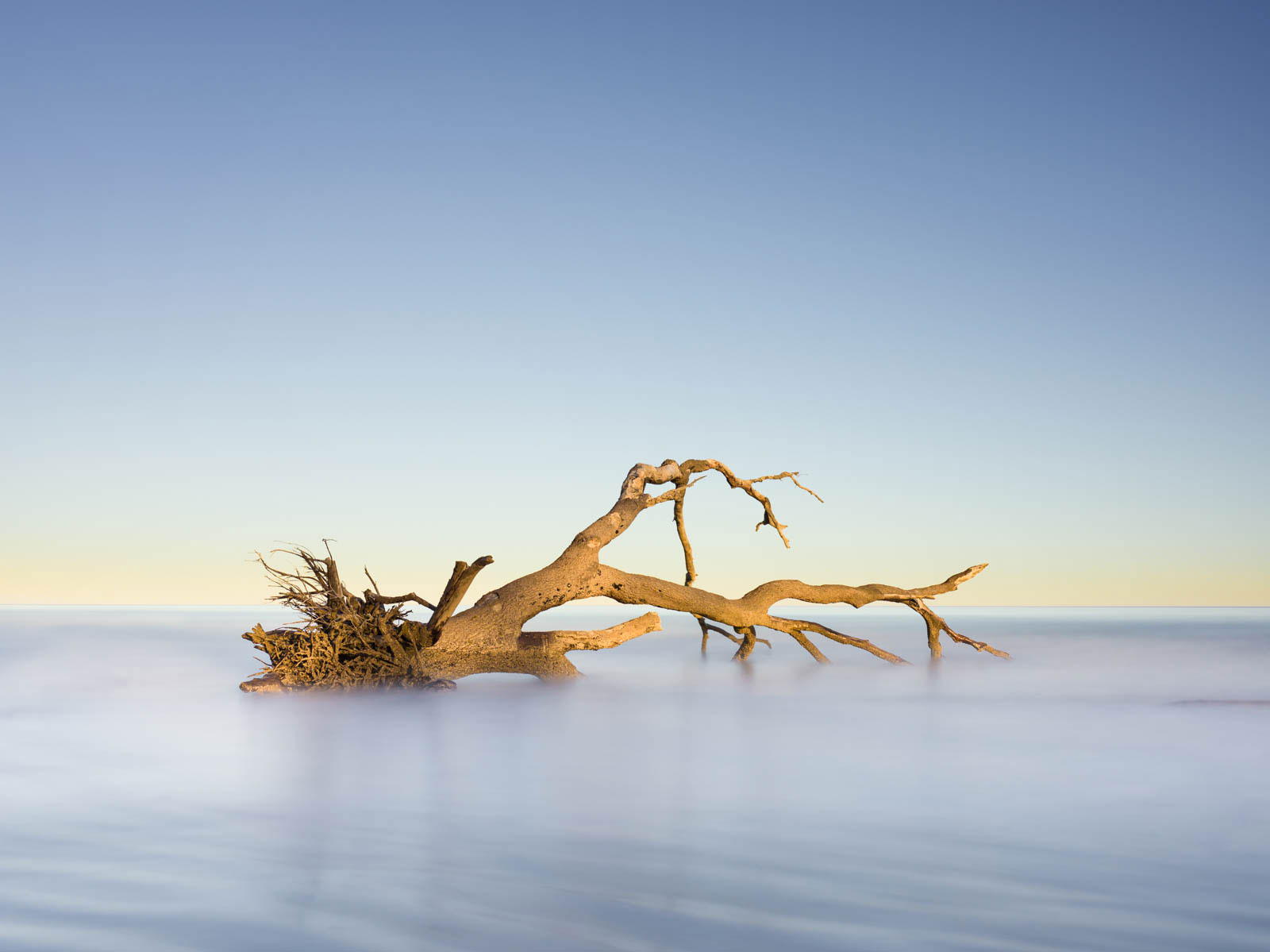Art print of a fallen tree on Hunting Island, South Carolina by Ivo Kerssemakers